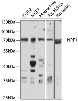 NRF1 Antibody