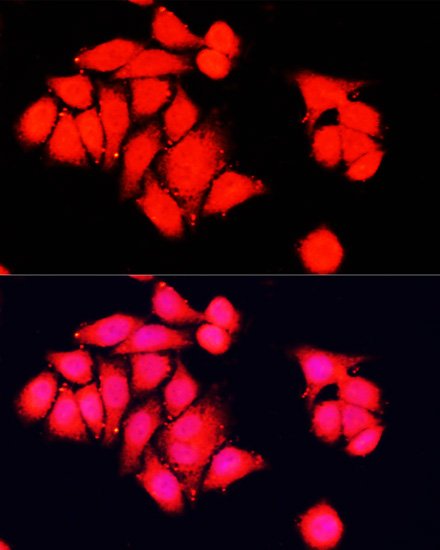 NRF1 Antibody