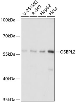 OSBPL2 Polyclonal Antibody