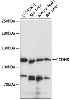 PCDH8 Polyclonal Antibody