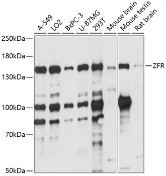 ZFR Polyclonal Antibody