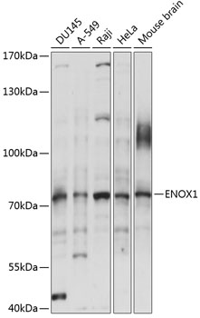 ENOX1 Polyclonal Antibody
