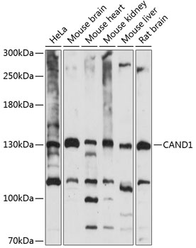 CAND1 Polyclonal Antibody