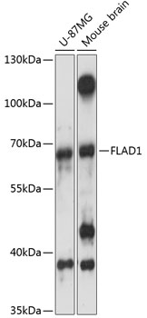 FLAD1 Polyclonal Antibody