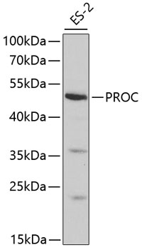 PROC Antibody