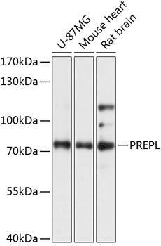 PREPL Polyclonal Antibody