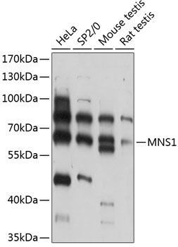 MNS1 Polyclonal Antibody