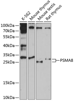 PSMA8 Polyclonal Antibody