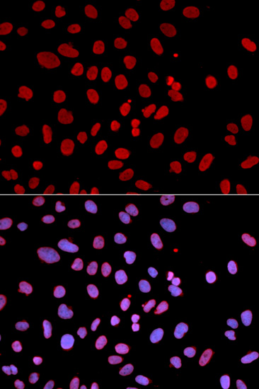 PTPN6 Antibody