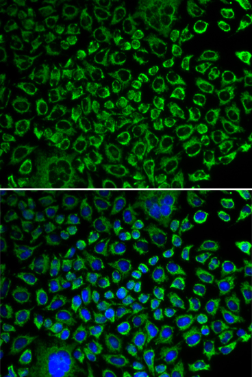 F10 Antibody