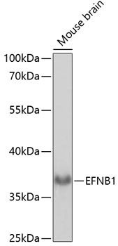 EFNB1 antibody