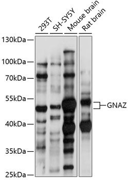 GNAZ antibody