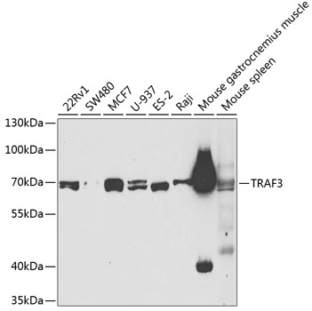 TRAF3 antibody