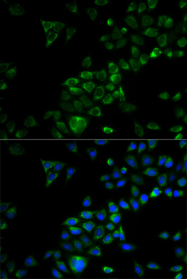 TRAF3 antibody