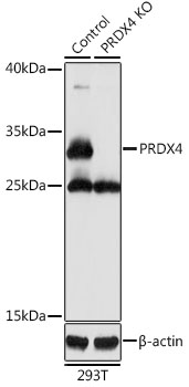 PRDX4 Antibody