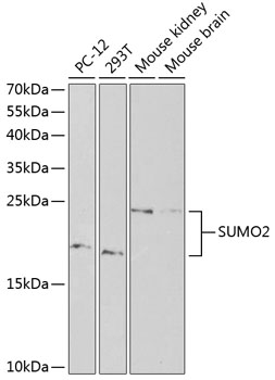 SUMO2 antibody