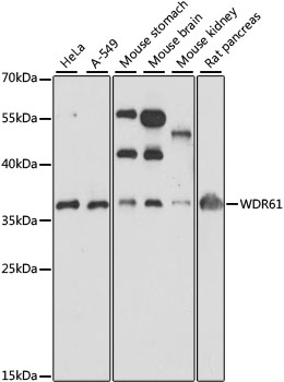 WDR61 Rabbit Polyclonal Antibody