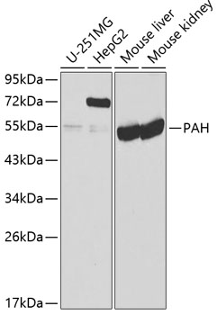 PAH Antibody