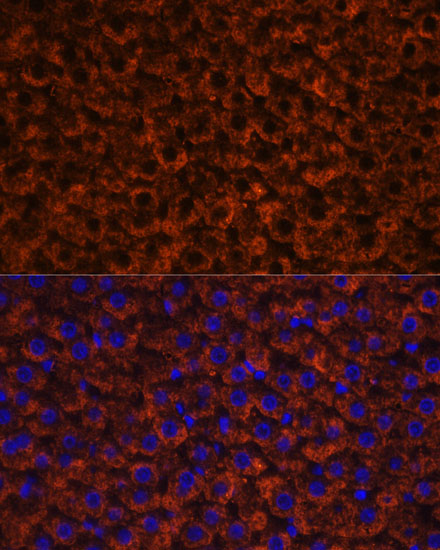 F9 Antibody