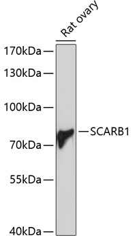 SCARB1 Antibody