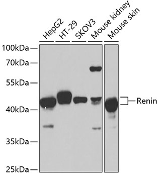 REN Antibody