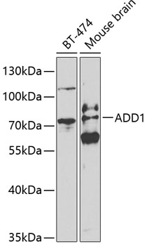 ADD1 Antibody