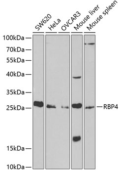 RBP4 Antibody