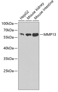 MMP13 Antibody