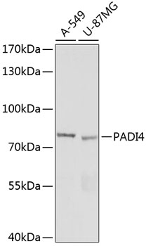 PADI4 Antibody