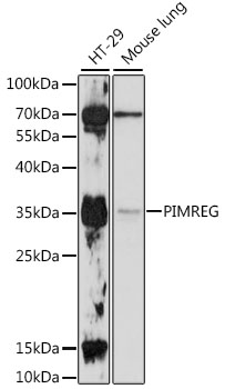 PIMREG Polyclonal Antibody