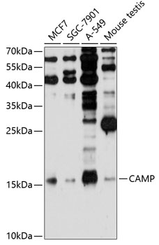 CAMP Antibody