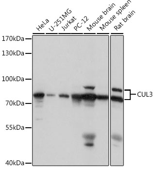 CUL3 antibody