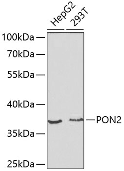 PON2 Antibody