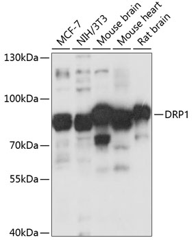 DNM1L Antibody