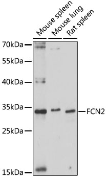 FCN2 Polyclonal Antibody