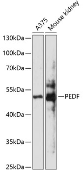 SERPINF1 Antibody