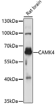 CAMK4 Antibody