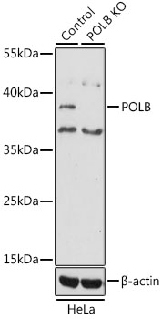 POLB Antibody