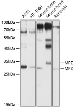 MPZ Antibody