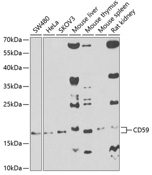 CD59 Antibody