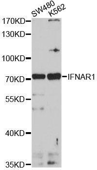 IFNAR1 Antibody