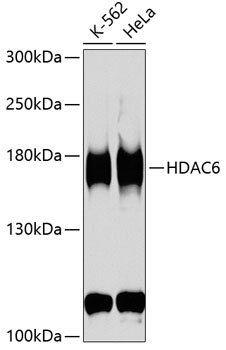 HDAC6 Antibody