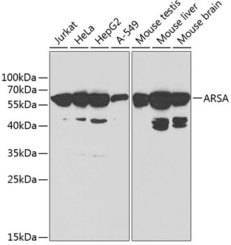 ARSA Antibody