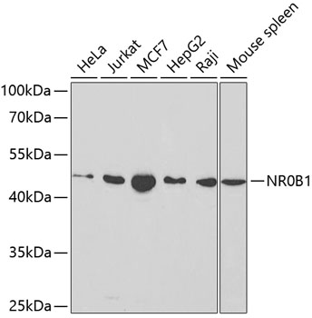 NR0B1 Antibody