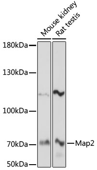 MAP2 Antibody