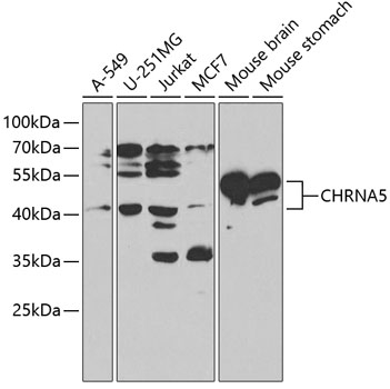 CHRNA5 Antibody