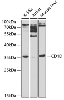 CD1D Antibody