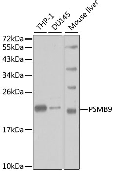 PSMB9 Antibody