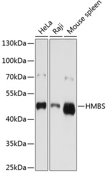 HMBS Antibody