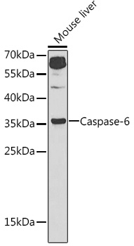 CASP6 Antibody